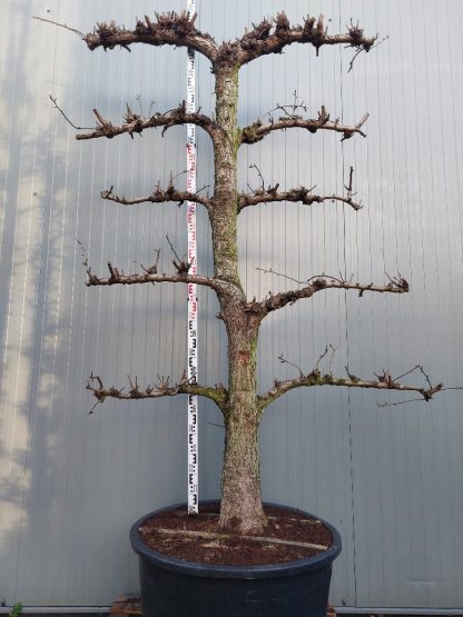 conference perenboom 50-60 cm 5 etage