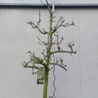 perenboom Conference 12-15 cm