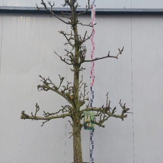 perenboom Conference 20-30 cm