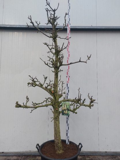 perenboom Conference 20-30 cm