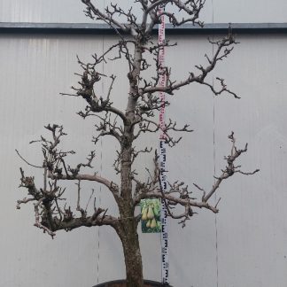 perenboom conference 30-35 cm