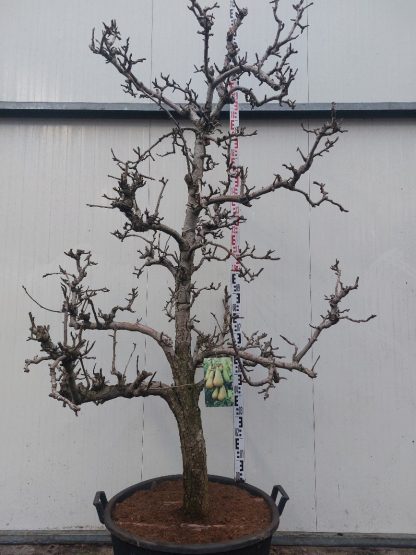 perenboom conference 30-35 cm