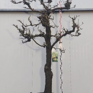perenboom Conference 30-40 cm halfstam