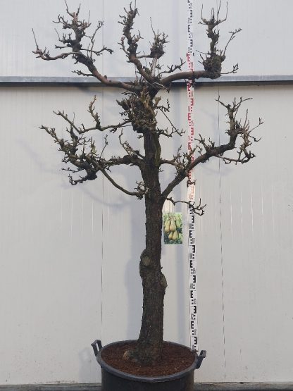 perenboom Conference 30-40 cm halfstam