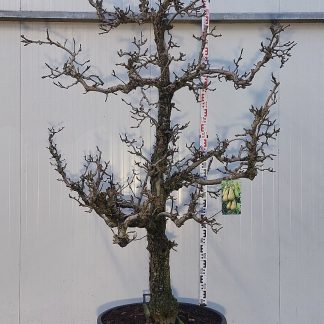 perenboom Conference 35-40 cm