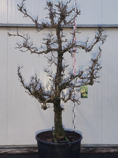 perenboom Conference 35-40 cm
