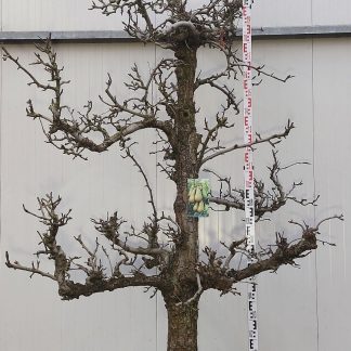 Conference perenboom 50-60 cm