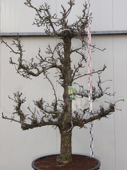 Conference perenboom 50-60 cm