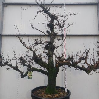 perenboom Comice 60-70 cm