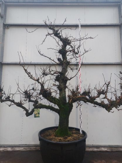 perenboom Comice 60-70 cm