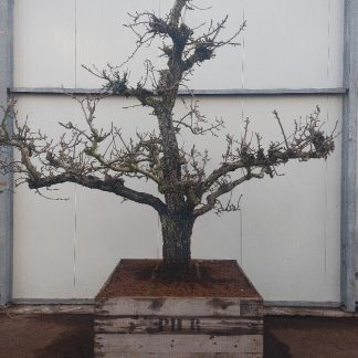Conference perenboom 60-70 cm box