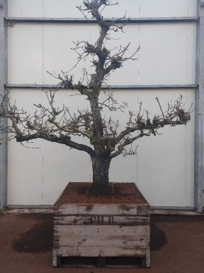 Conference perenboom 60-70 cm box