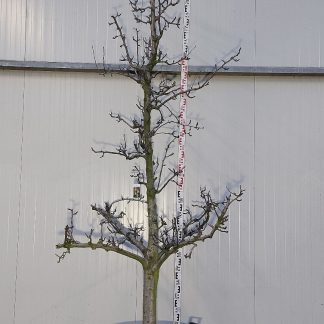 perenboom Comice 25-30 cm