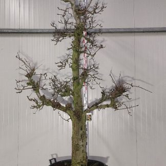 perenboom Comice 40-50 cm