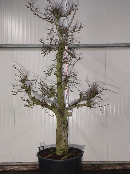 perenboom Comice 40-50 cm
