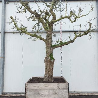 perenboom Comice 60+ cm halfstam