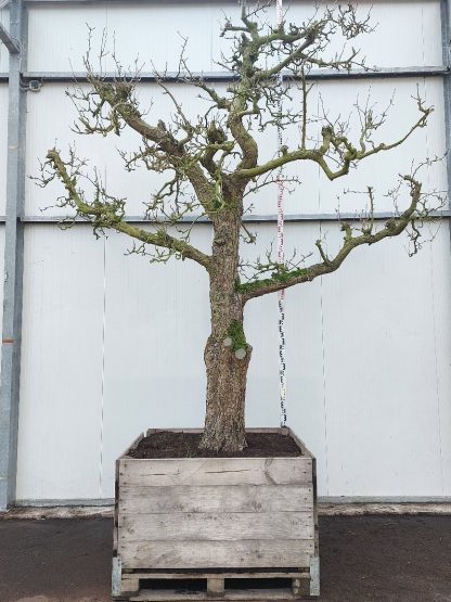 perenboom Comice 60+ cm halfstam