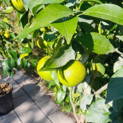 Sinasappelboom