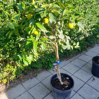 Sinasappelboom