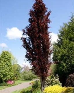 Red Obelisk Bomen voor een kleine tuin