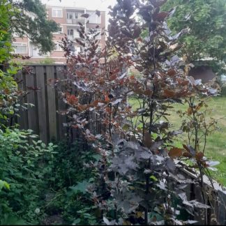 Rode Zuilbeuk (Fagus Red Obelisk) hoogte ~250 cm