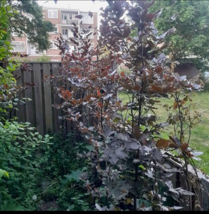 Rode Zuilbeuk (Fagus Red Obelisk) hoogte ~250 cm