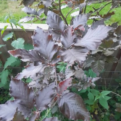 Rode Zuilbeuk (Fagus Red Obelisk) hoogte ~250 cm - Afbeelding 2