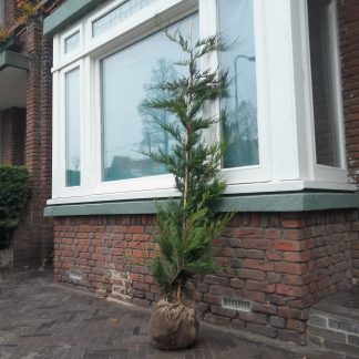 Conifeer Leylandii
