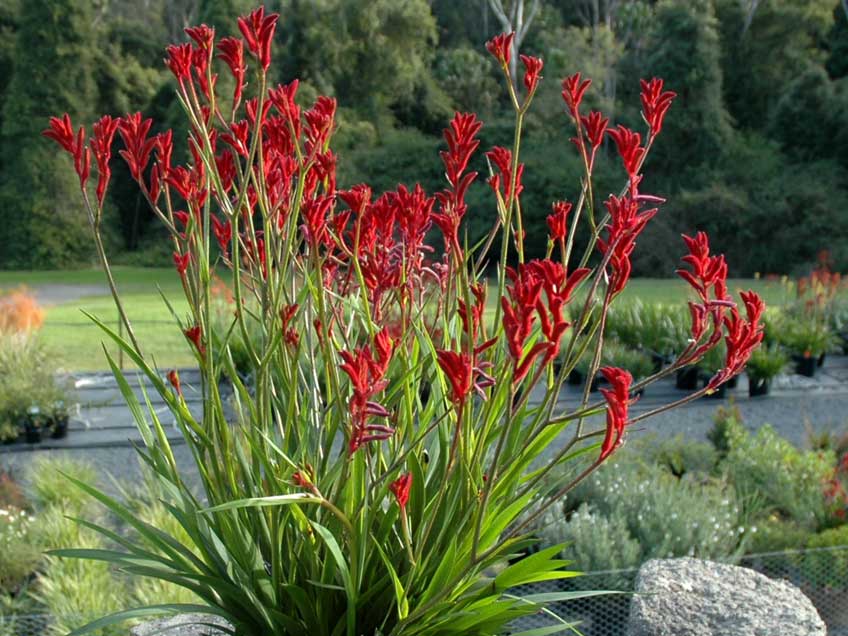 Kangaroo Paw plant