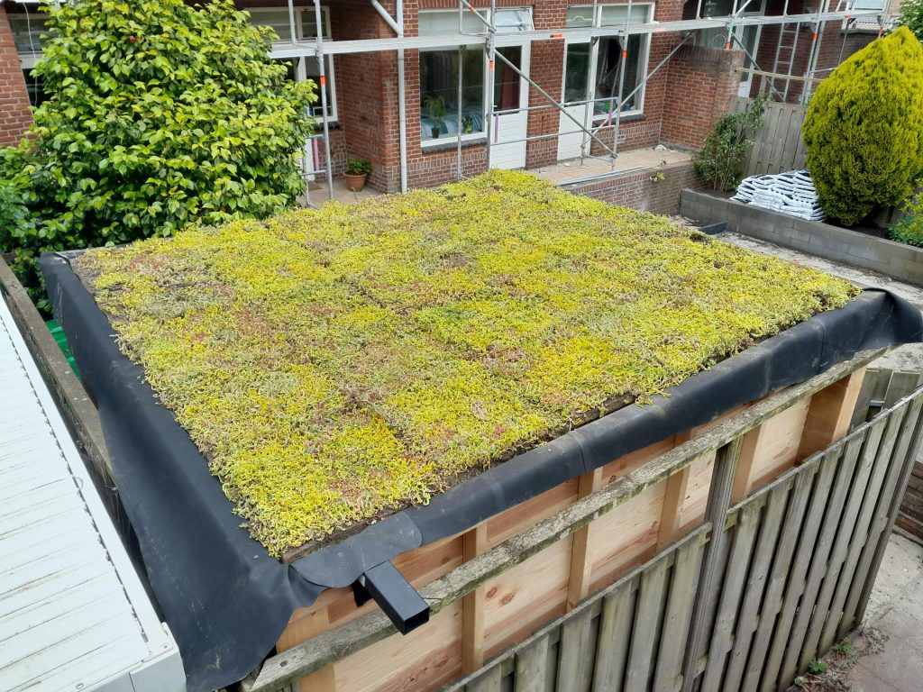 groen dak