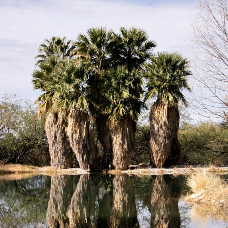 Californische Waaierpalm