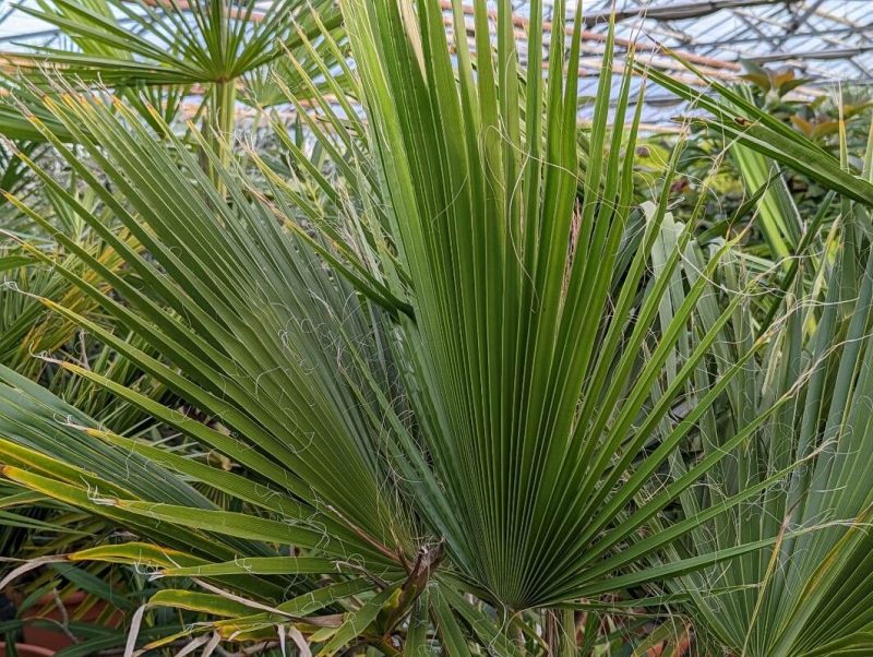 Mexicaanse waaierpalm.