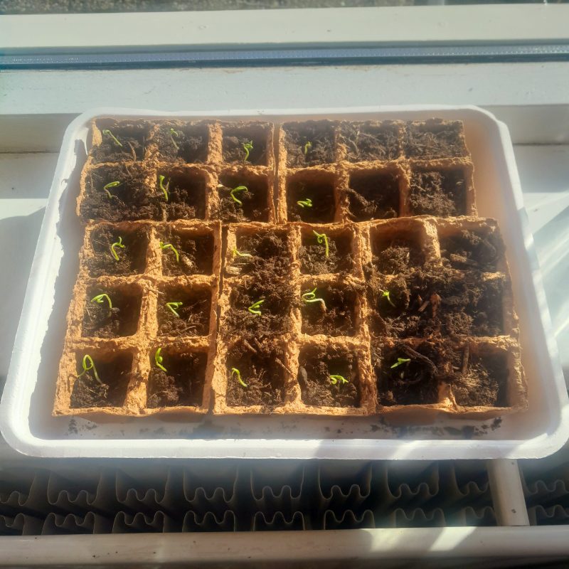 Moestuinweek