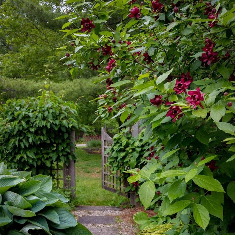 Groene tuin