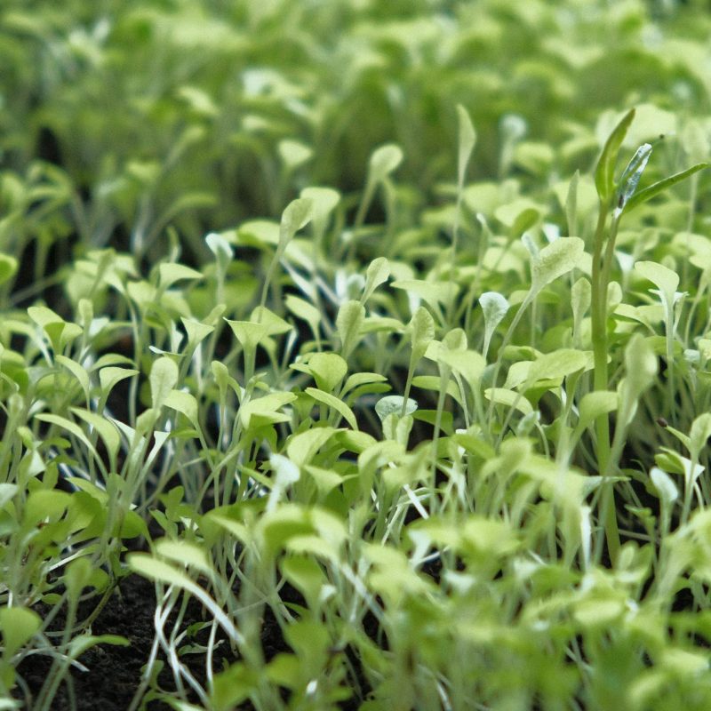 Moestuingrond