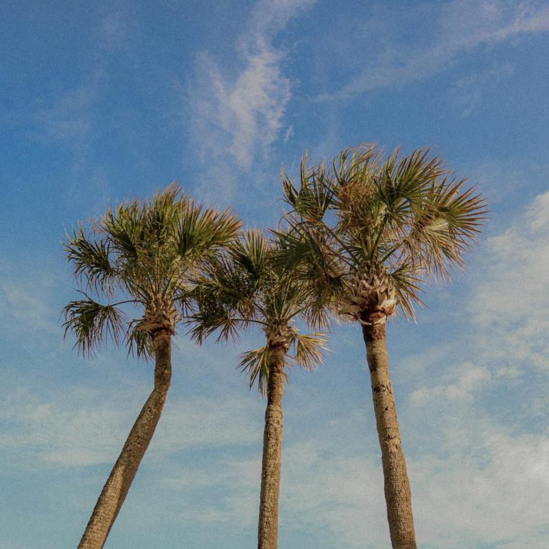 Sabalpalm
