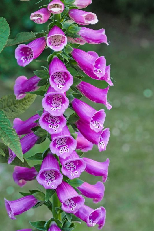 tuin op het noorden