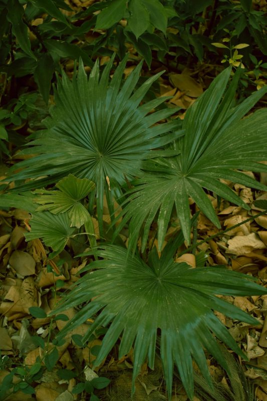 chinese waaierpalm