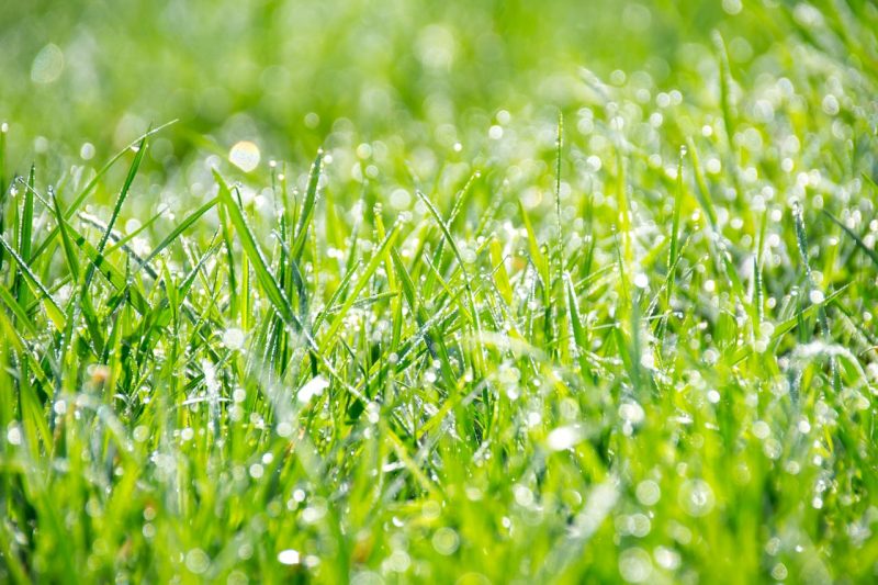 Grassoorten